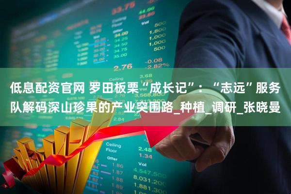 低息配资官网 罗田板栗“成长记”:“志远”服务队解码深山珍果的产业突围路_种植_调研_张晓曼